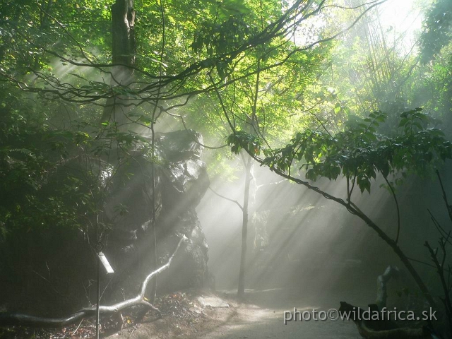 congo forest 4.jpg - Light effects in Fern Valley.